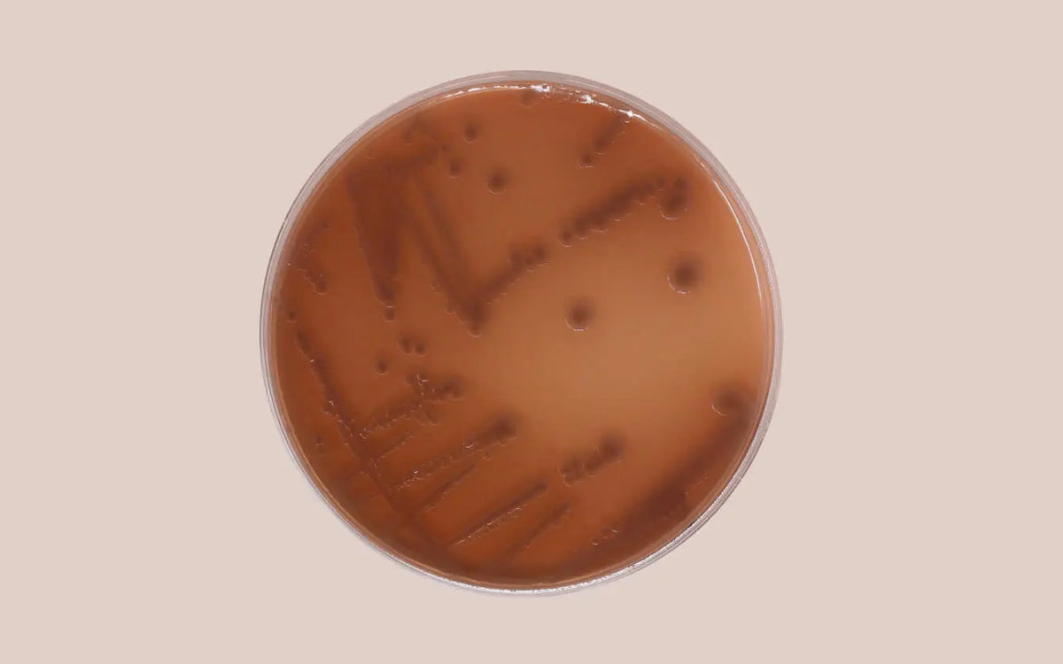 DNA Colorifix Dyeing